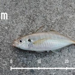 エビ撒き釣りで尺アジGET！！