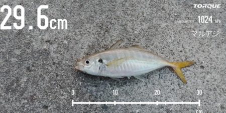 エビ撒き釣りで尺アジGET！！