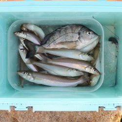 好天のキス釣り