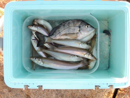 好天のキス釣り