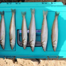 落ちギス釣り　フグの猛攻