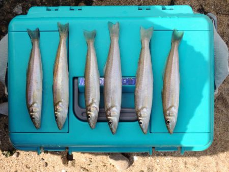 落ちギス釣り　フグの猛攻