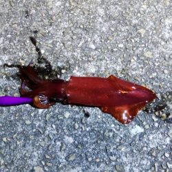 まだケンサキいました！！