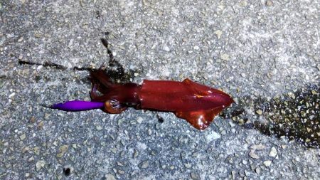 まだケンサキいました！！