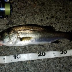 ぶらシーバス！！