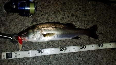 ぶらシーバス！！