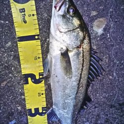 ぶらシーバス！！