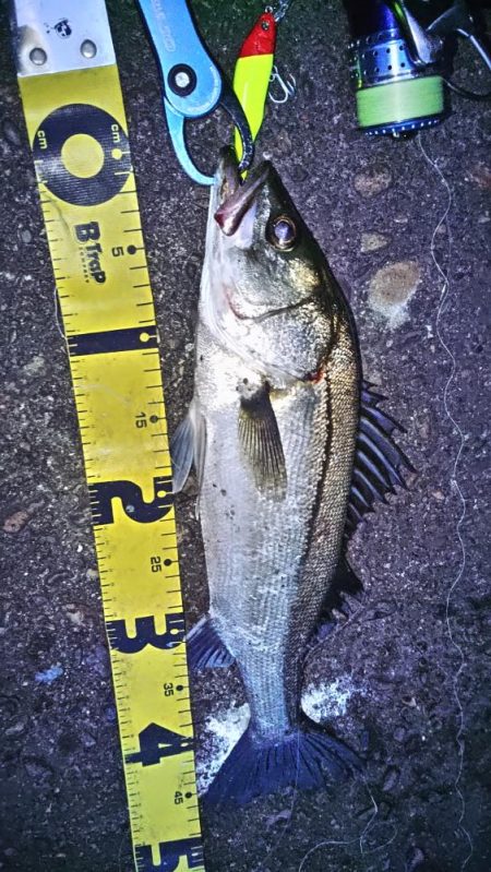 ぶらシーバス！！