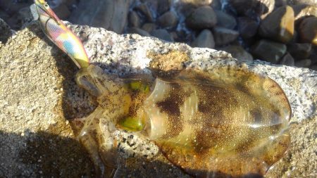 きびし～晴れの日中？？