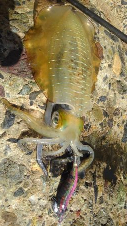 南風強くてヤバい❗