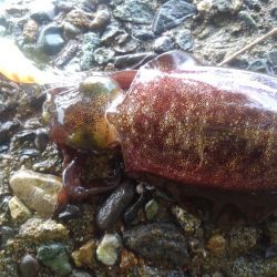 今日も厳しいっす❗