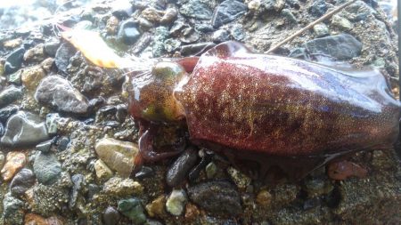 今日も厳しいっす❗