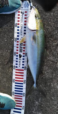 メジロ、ハマチ、大サバ！