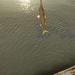 サバ、サバ、サバ!