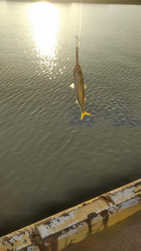 サバ、サバ、サバ!