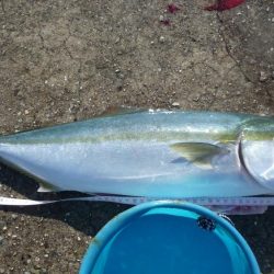 久しぶりのメジロ