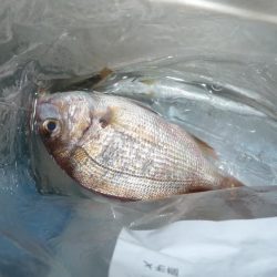 サビキとひき釣り