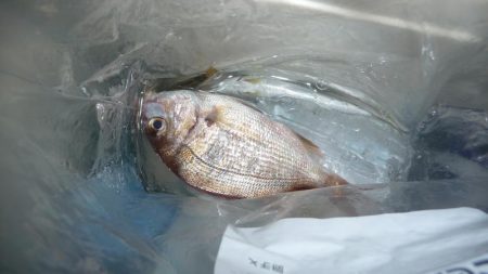 サビキとひき釣り