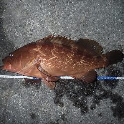 爆釣！ガシラ&アコウ！