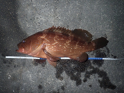 爆釣！ガシラ&アコウ！