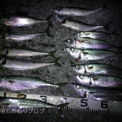 まさかの大サバフィーバー！