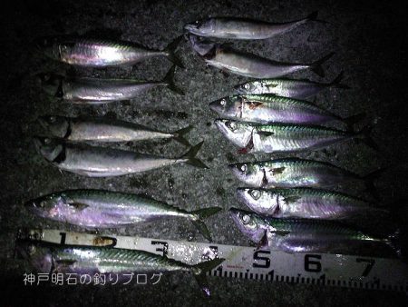 まさかの大サバフィーバー！