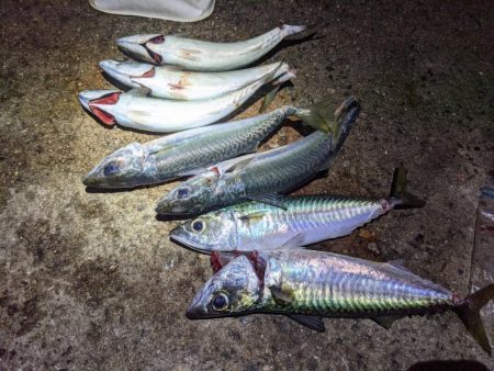 大サバ釣れすぎ…