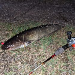 秋ナマズ…最後の最後に（泣）