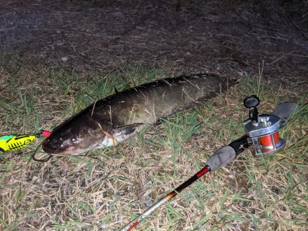 秋ナマズ…最後の最後に（泣）