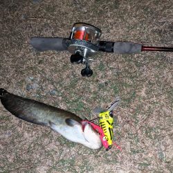 秋ナマズ　感謝の2匹