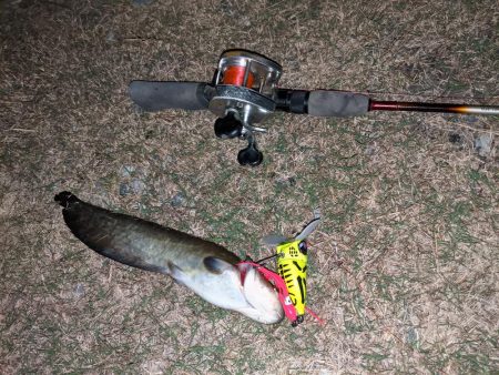 秋ナマズ　感謝の2匹