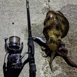 遠征！ええサイズで楽しめました(・x・*)