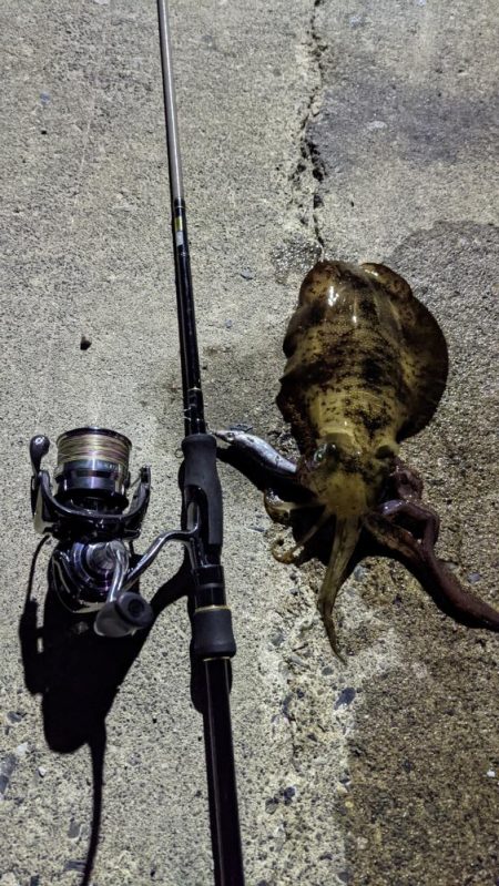 遠征！ええサイズで楽しめました(・x・*)