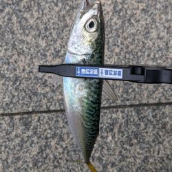 今日もサバだった