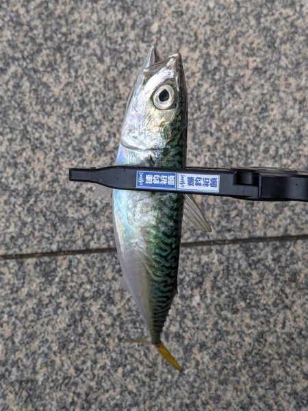 今日もサバだった