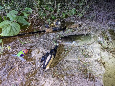 ガセネタ（笑）