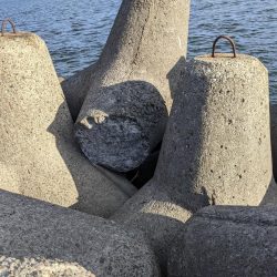 誰でも釣れる〜メジロ祭