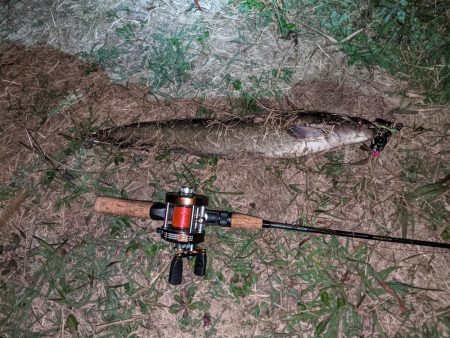 オールドタックルとナマズ