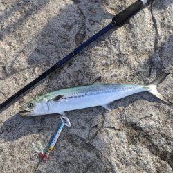 タチウオ釣りたいねん