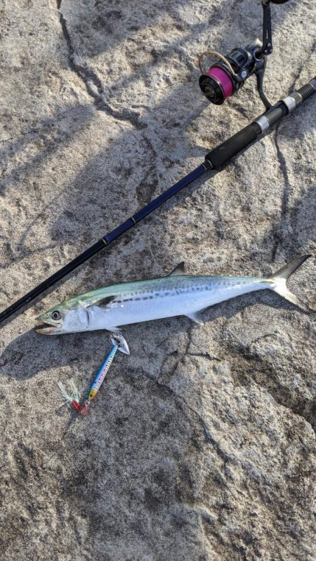 タチウオ釣りたいねん