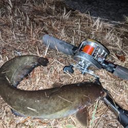 夜のトップウォーター