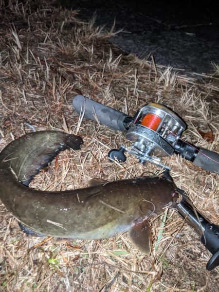 夜のトップウォーター