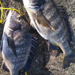 干潮からの連発アタリ