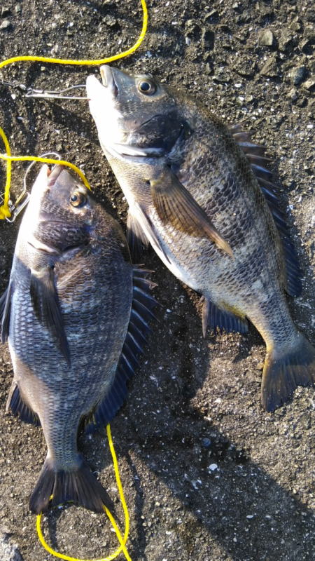 干潮からの連発アタリ