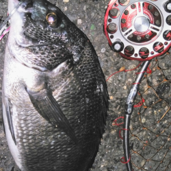 練り餌でヘチって黒鯛ゲット