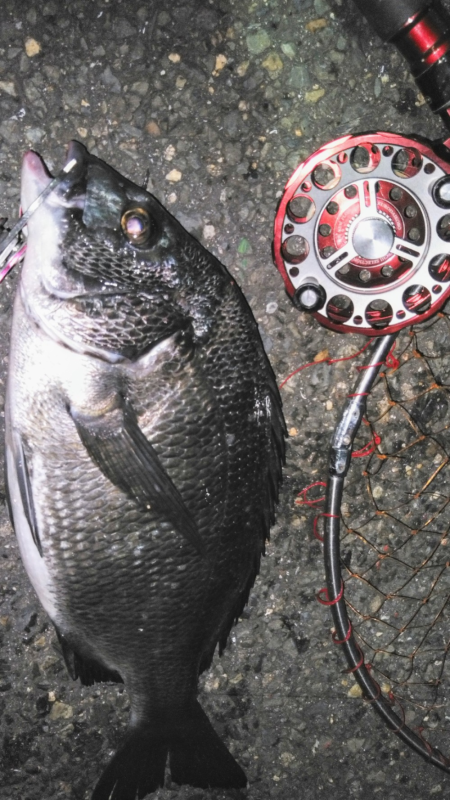 練り餌でヘチって黒鯛ゲット