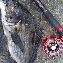 チヌと目が合いドキッ!