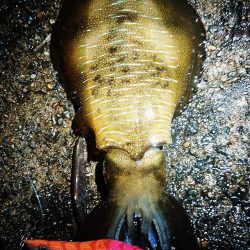 少し大きくなってきた。