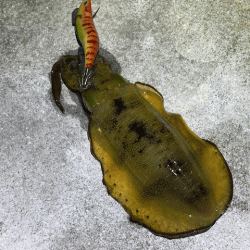 懲りずにナイトエギングにチャレンジ