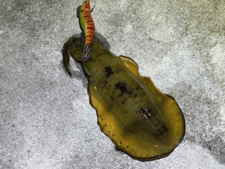 懲りずにナイトエギングにチャレンジ